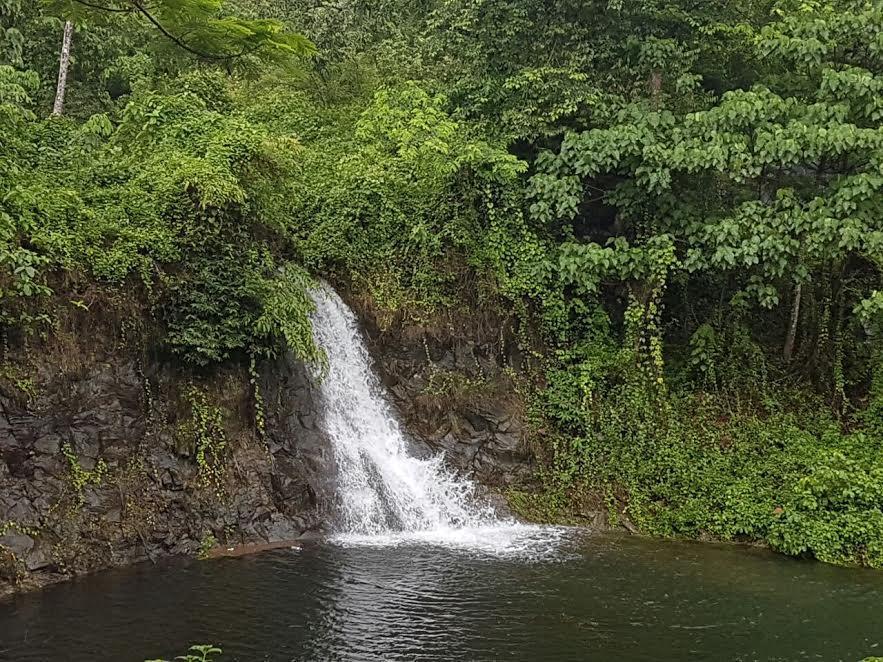 Athirapally Green Trees Athirappilly Exterior foto